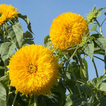 Picture of Helianthus (Sunflower) - Double Sun King